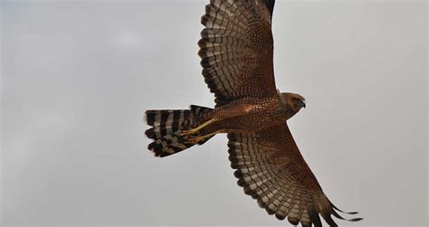 Coorong National Park Wildlife South Australia