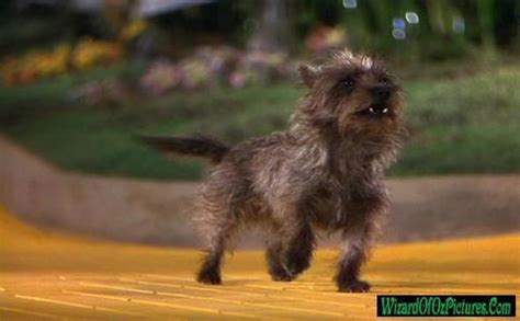 What breed of dog is Toto? - The Toto (The Wizard of Oz) Trivia Quiz - Fanpop