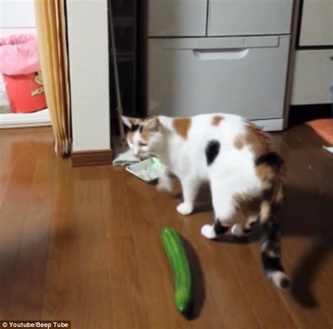 Cat owner's slammed over pet's reactions to cucumbers | Daily Mail Online