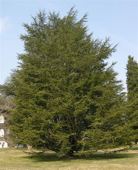 Our Beautiful World: Cedar Tree