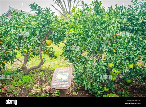 Tangerine orange farm in Jeju island, South Korea Stock Photo - Alamy