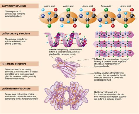 2.10 Proteins are the body’s basic structural material and have many ...