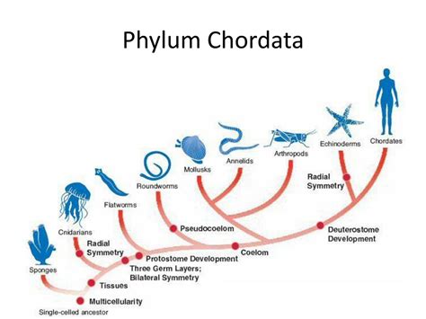 Phylum Chordata Characteristics Chart