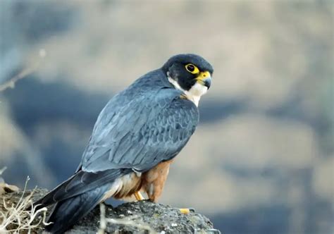 Shaheen Falcon - Facts, Diet, Habitat & Pictures on Animalia.bio