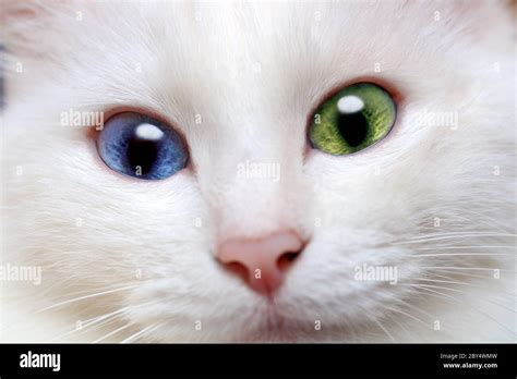 Heterochromia Eyes Cat