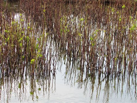 FOTO; Pohon Bakau Hutan Mangrove - Foto Lepas