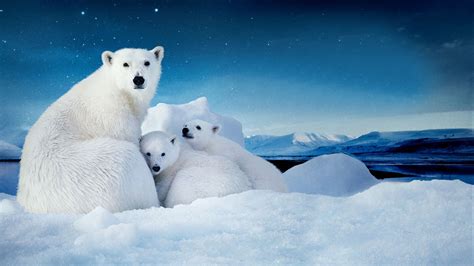 White Polar Bear With Two Cubs Small Desktop Wallpaper Download Free 3840x2160 : Wallpapers13.com