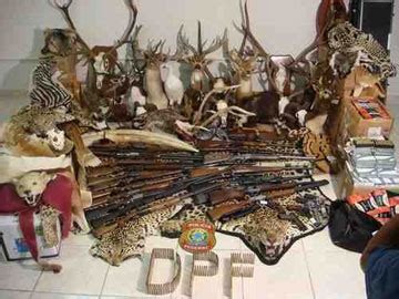 Brazil’s Operation Jaguar: Busting a Poaching Ring