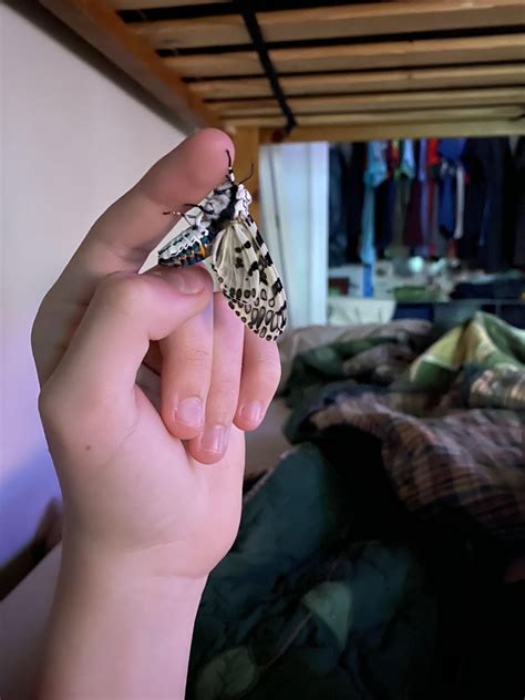 This black and white spotted moth : r/mildlyinteresting