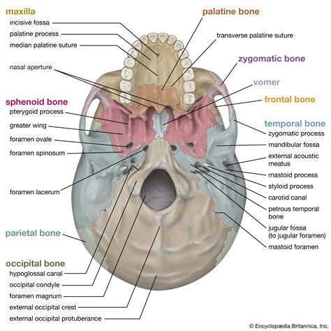 Skull Diagram Front