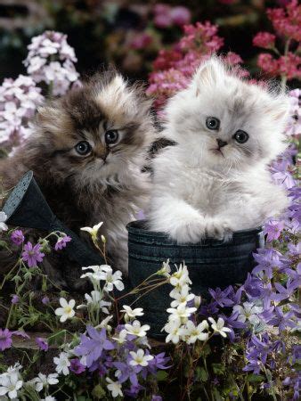 Kittens in the Garden – Hoselink