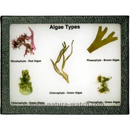 Algae Types Display - Seaweed Display