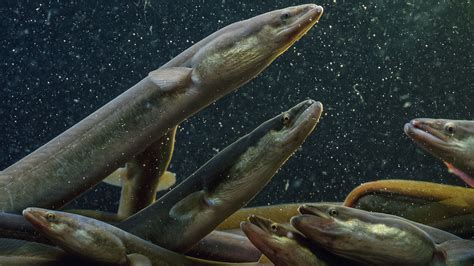 Scientists finally reveal mysterious migration of American eels | Science | AAAS