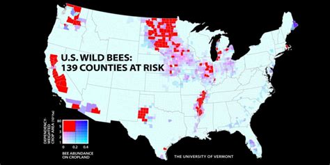 Wild Bee Decline Threatens US Crop Production - New Mapping Study ...