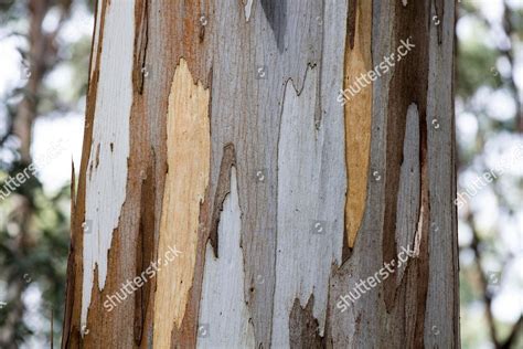 Detail Bark Eucalyptus Tree Eucalyptus Editorial Stock Photo - Stock Image | Shutterstock