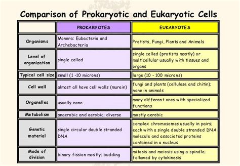 Prokaryotes vs Eukaryotes