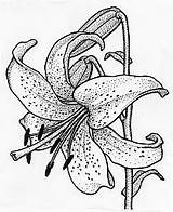 Stargazer Lily Coloring Page At GetColoringscom  Free Printable sketch template