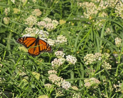 How Does a Monarch Caterpillar Know When to Pupate? - Johnny Butterflyseed