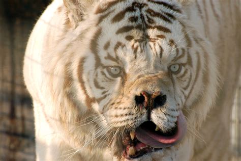 The Truth About White Tigers – Crown Ridge Tiger Sanctuary