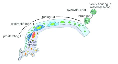 Schematic representation of trophoblast differentiation within the ...