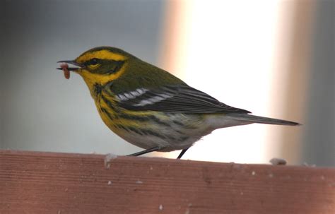 Kevin Bourinot: Townsend's Warbler - Ipswich