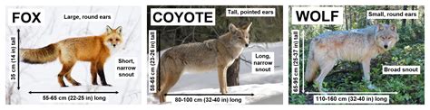 Coyote — Edmonton & Area Land Trust