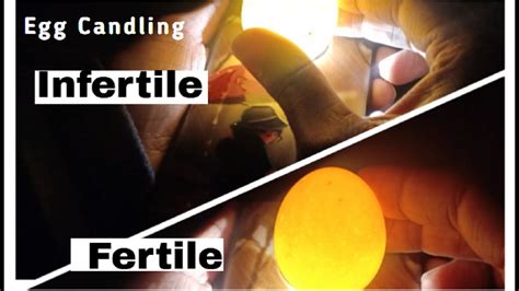 Egg candling for Fertile And Infertile Egg | Chicken Egg Candling | Egg Fertility Test|Learning ...