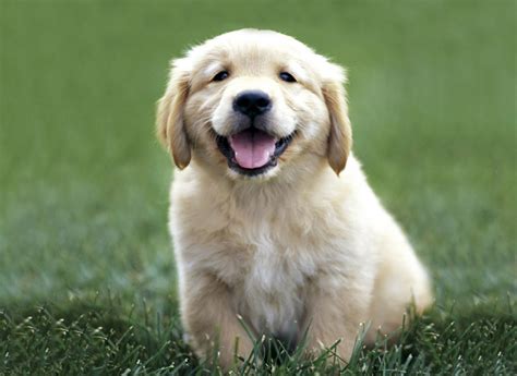 Golden Retriever dogs and puppies: Baby Golden Retrievers