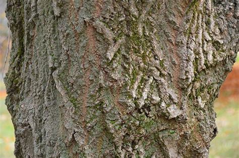 Acer negundo - Box elder. Bark. Family Aceraceae. | Tree, Box elder, Plants