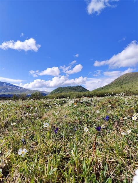 Sayan mountains. Buryatia stock image. Image of nature - 260482781