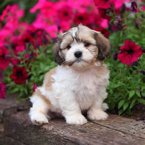 Top 10 Hypoallergenic Dog Breeds