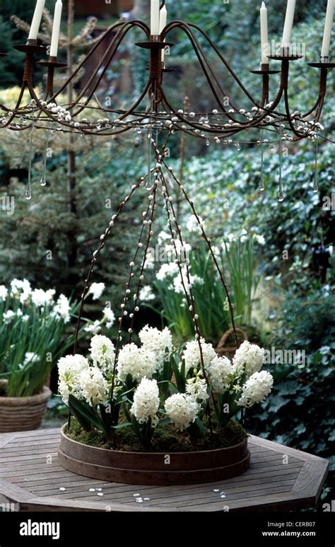 Flowering Hyacinth Arrangements The bold and beautiful white hyacinth ...