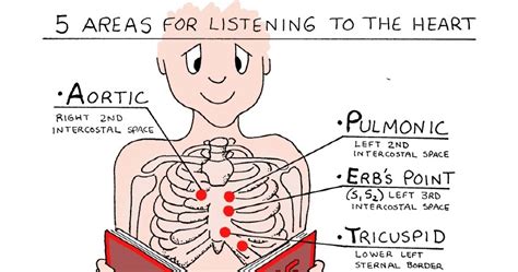 Heart Auscultation