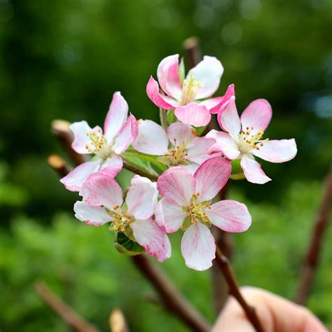 Granny Smith Apple Trees for Sale | Garden Goods Direct