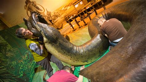 Boa constructors: Titanoboa arrives, is assembled at Morrill Hall | Nebraska Today | University ...