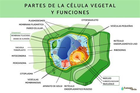 Célula vegetal: qué es, partes, características y funciones - ¡Resumen ...