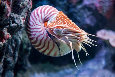 Chambered nautilus | Animals | Monterey Bay Aquarium