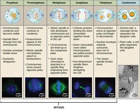 6.2 The Cell Cycle – Concepts of Biology 1st Canadian Edition- Gunness