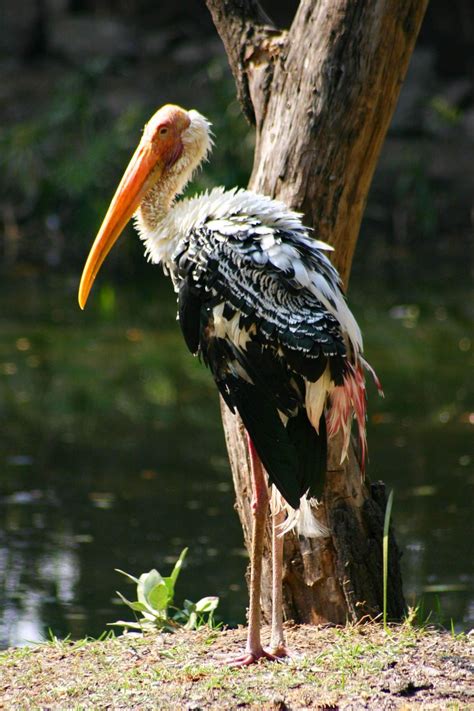 painted stork Free Photo Download | FreeImages