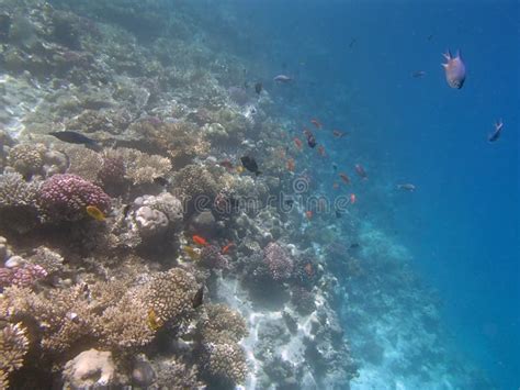 Snorkeling in the red sea stock photo. Image of water - 33469966