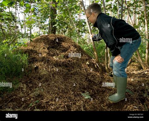 Wood Ants Nest Stock Photo - Alamy