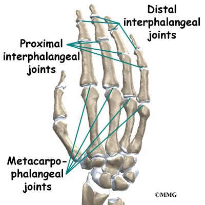 Interphalangeal Joints