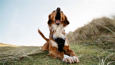 Why Your Pup Is Barking (and What You Can Do About It) - Ollie Blog