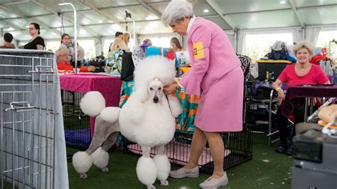 Westminster Dog Show 2023: Photos From Behind the Scenes - The New York ...