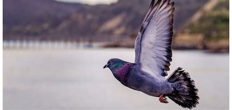 Safety first – how a pigeon’s journey home reveals more about their flight patterns - Swansea ...