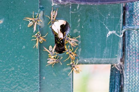 Yellow Jacket Nest Removal Dos and Don'ts | ABC Humane Wildlife Control and Prevention