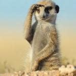 Meerkat Meme Generator - Imgflip