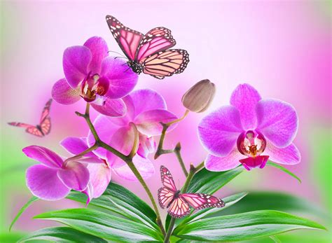 Download Cute Pink Butterfly On Pink Orchids Wallpaper | Wallpapers.com