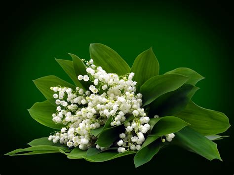 Fonds d'ecran Bouquets Muguet de mai Feuillage Fleurs télécharger photo