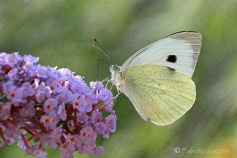 Pieris brassicae | JuzaPhoto